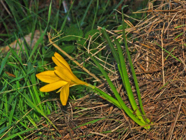 Sternbergia lutea
